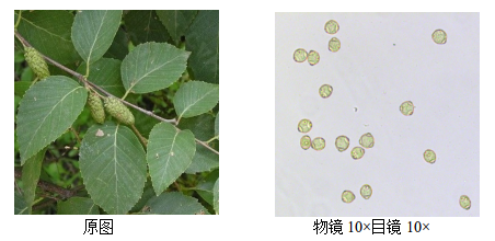 黑樺花粉